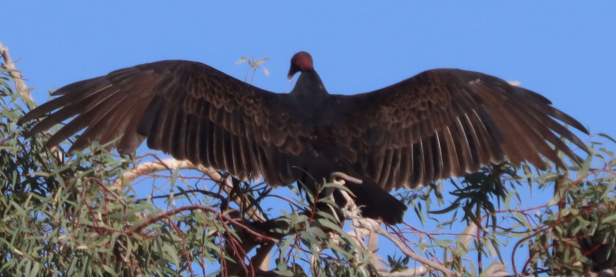 Turkey Vulture - David Kettering