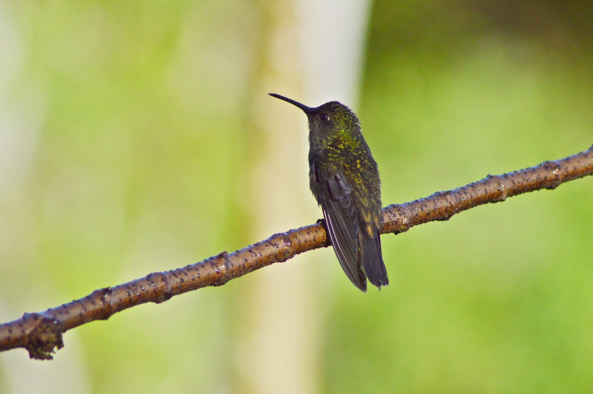 Sombre Hummingbird - Patrícia Hanate