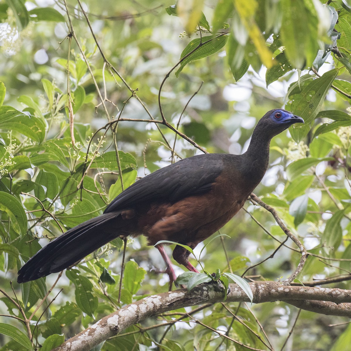 Sickle-winged Guan - ML26826771