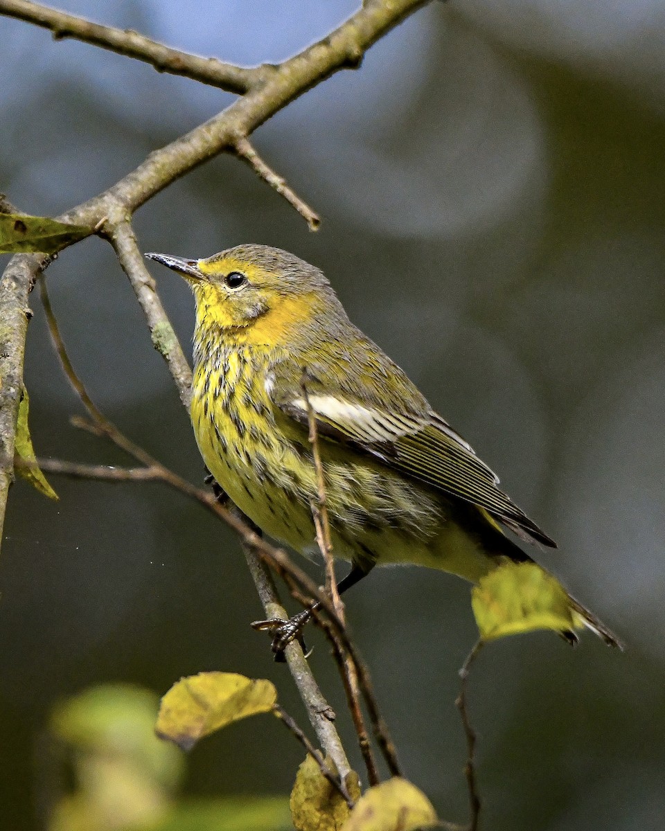 Cape May Warbler - ML268271931