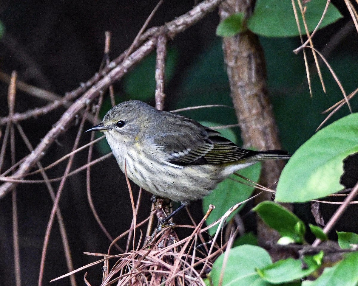 Cape May Warbler - ML268271941