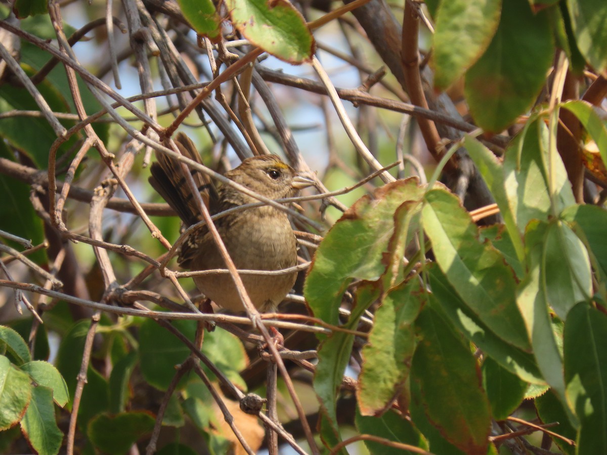 Golden-crowned Sparrow - ML268271961