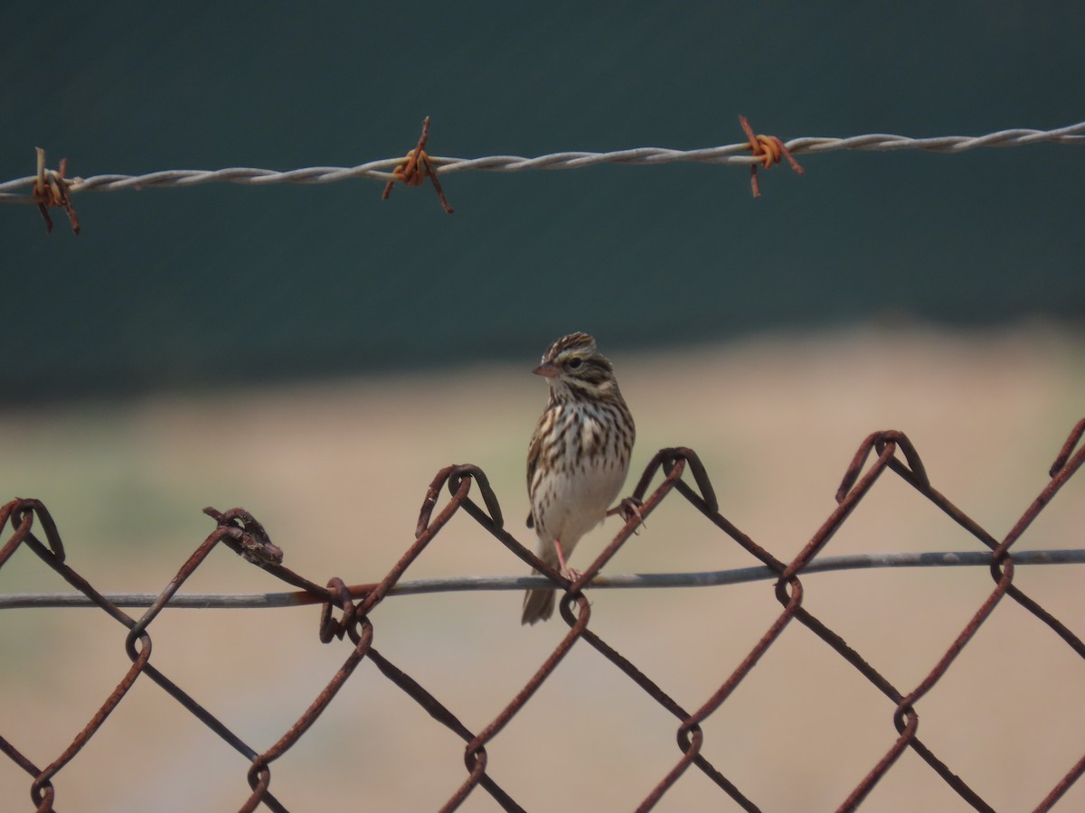 Savannah Sparrow - ML268272121