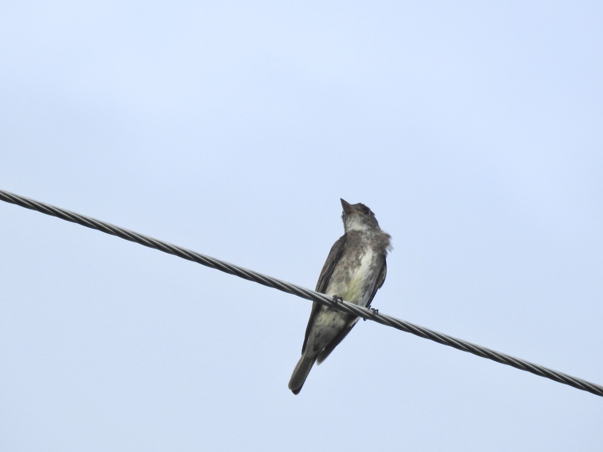 EBird Caribbean Checklist - 4 Oct 2020 - Garden Of Grand Bahama Birders ...