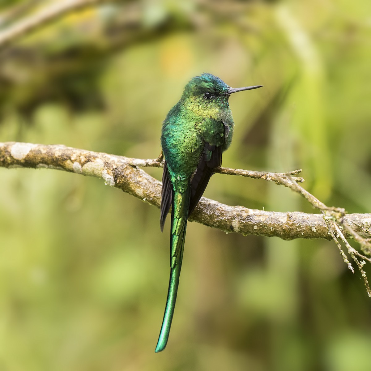 Long-tailed Sylph - ML26827431