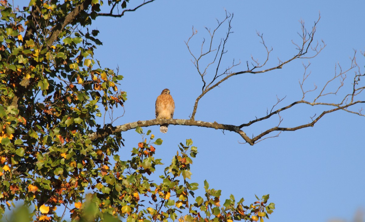 Red-shouldered Hawk (lineatus Group) - ML268284211