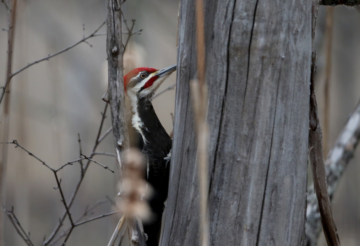 Pileated Woodpecker - ML26828471