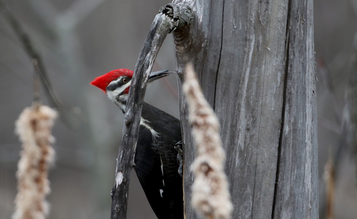 Pileated Woodpecker - ML26828511