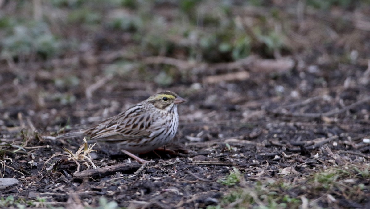 Savannah Sparrow (Savannah) - ML26828531