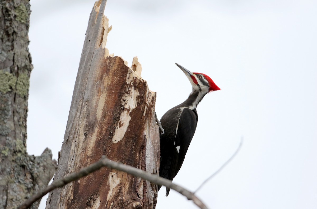 Pileated Woodpecker - ML26828561