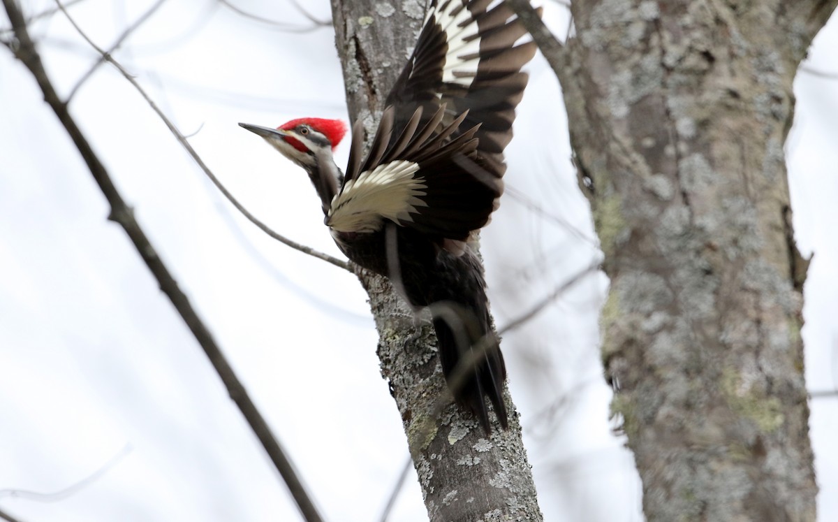 Pileated Woodpecker - ML26828651