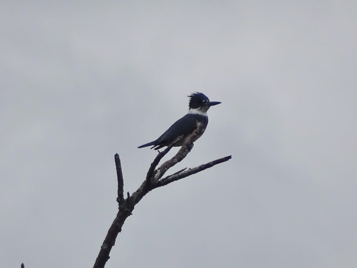 Belted Kingfisher - Annie Downing