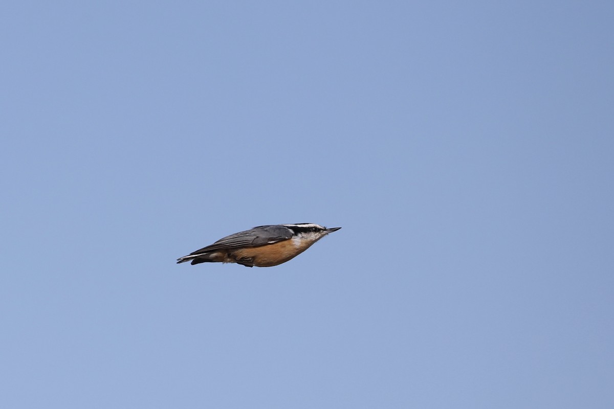 Red-breasted Nuthatch - ML268290911