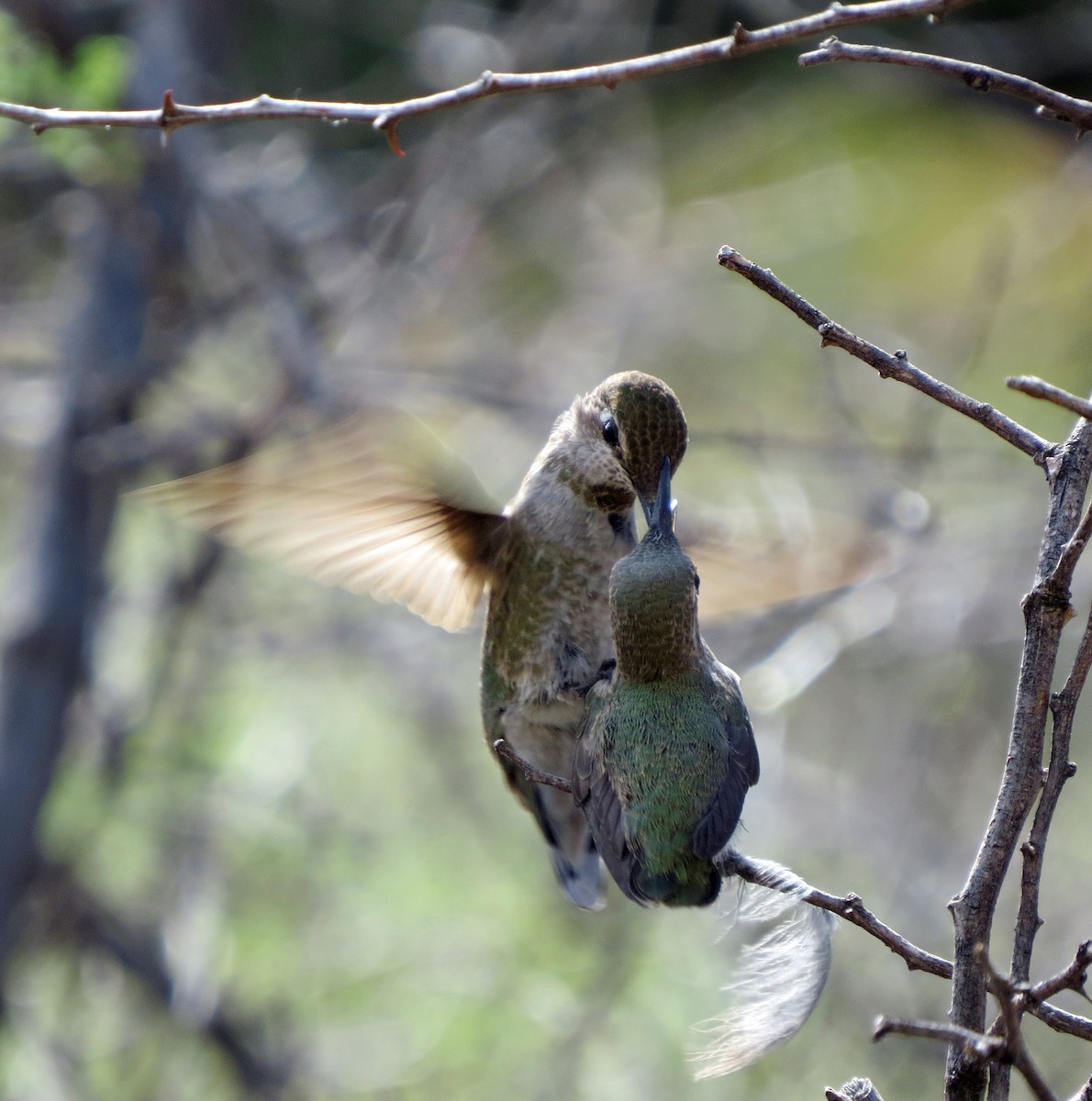 Anna's Hummingbird - ML26829361
