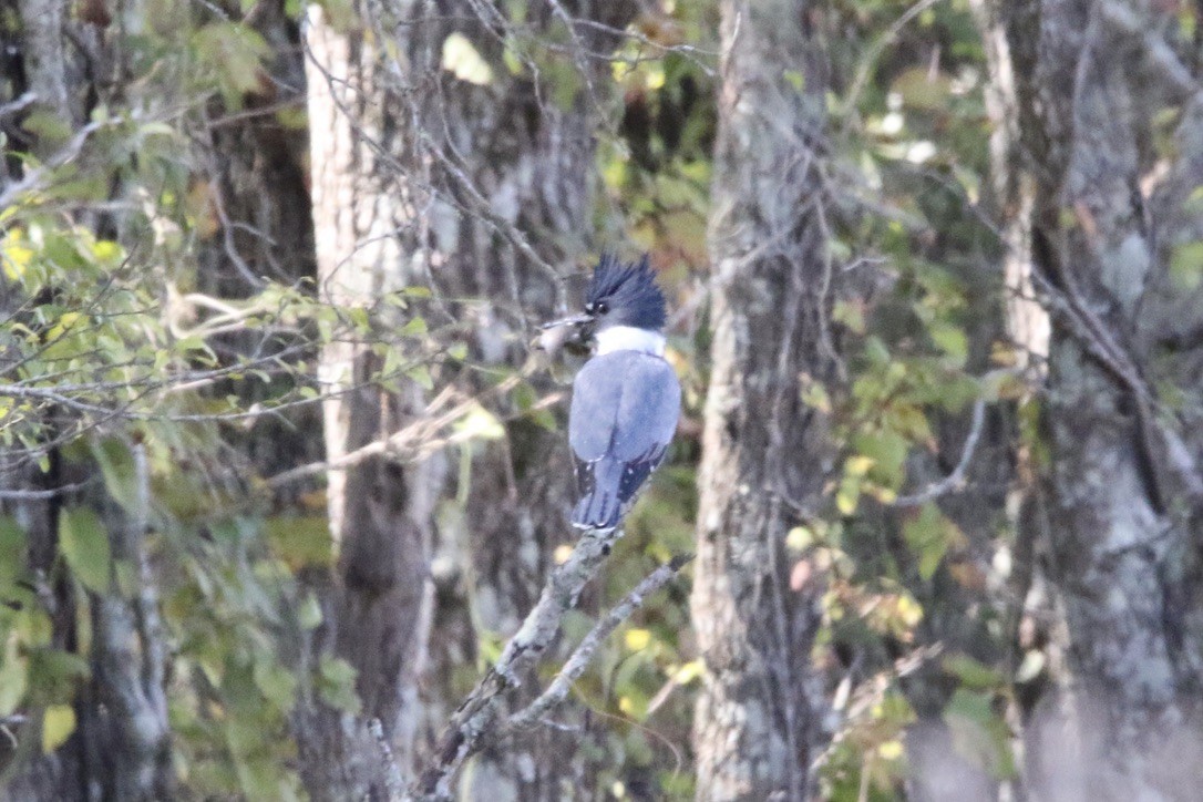 Belted Kingfisher - Stephanie  Wallace
