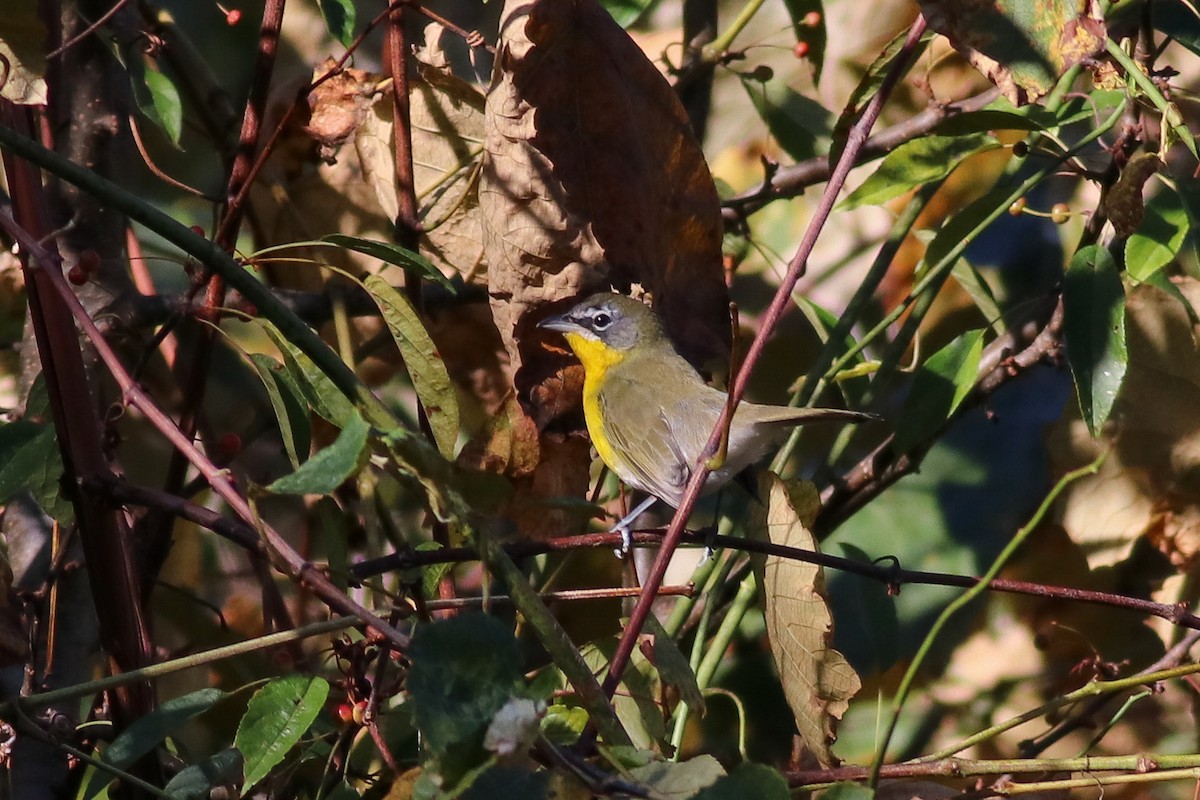 Yellow-breasted Chat - Nick Tepper