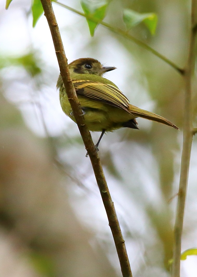 Sepia-capped Flycatcher - ML268306031