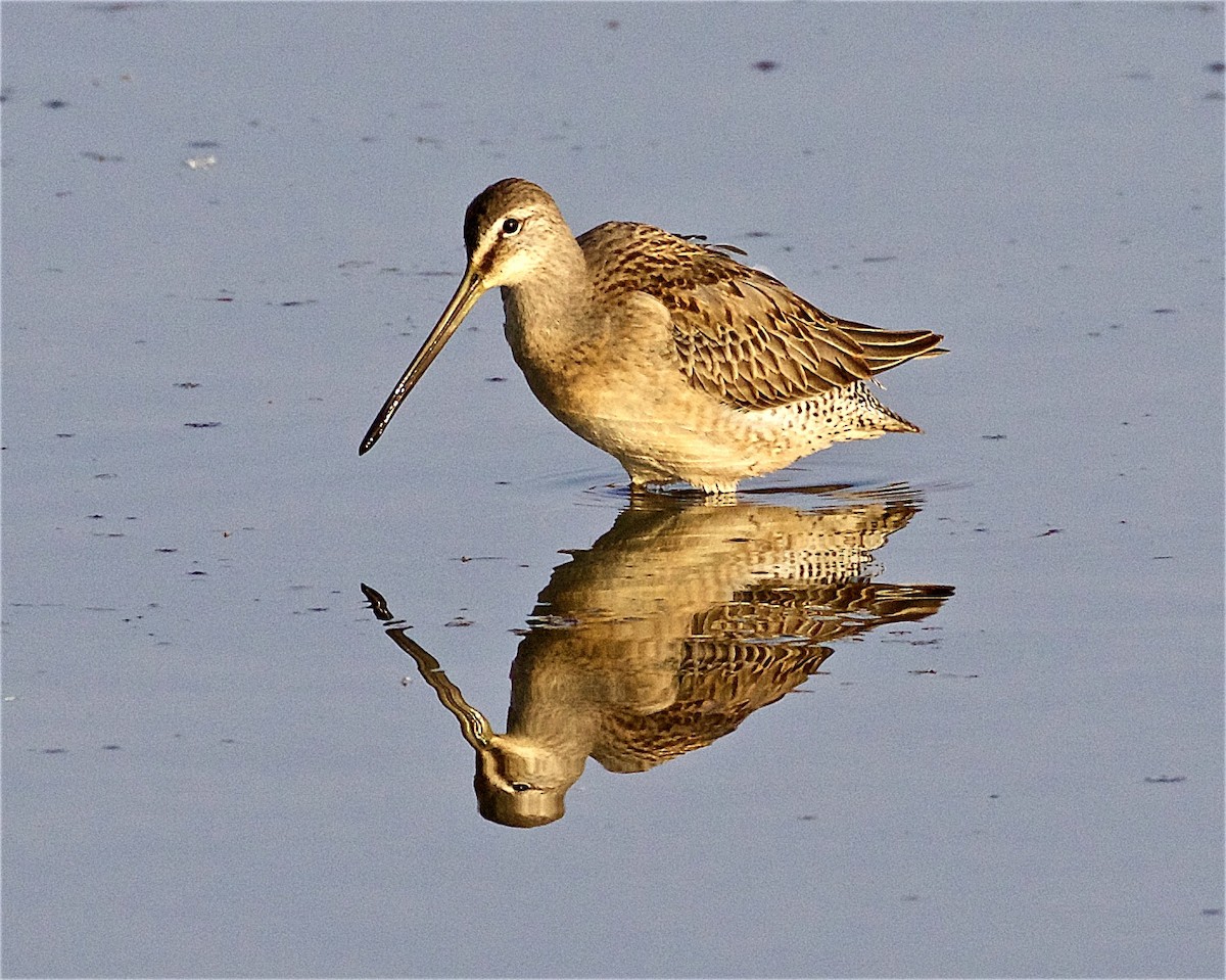Long-billed Dowitcher - ML268310731