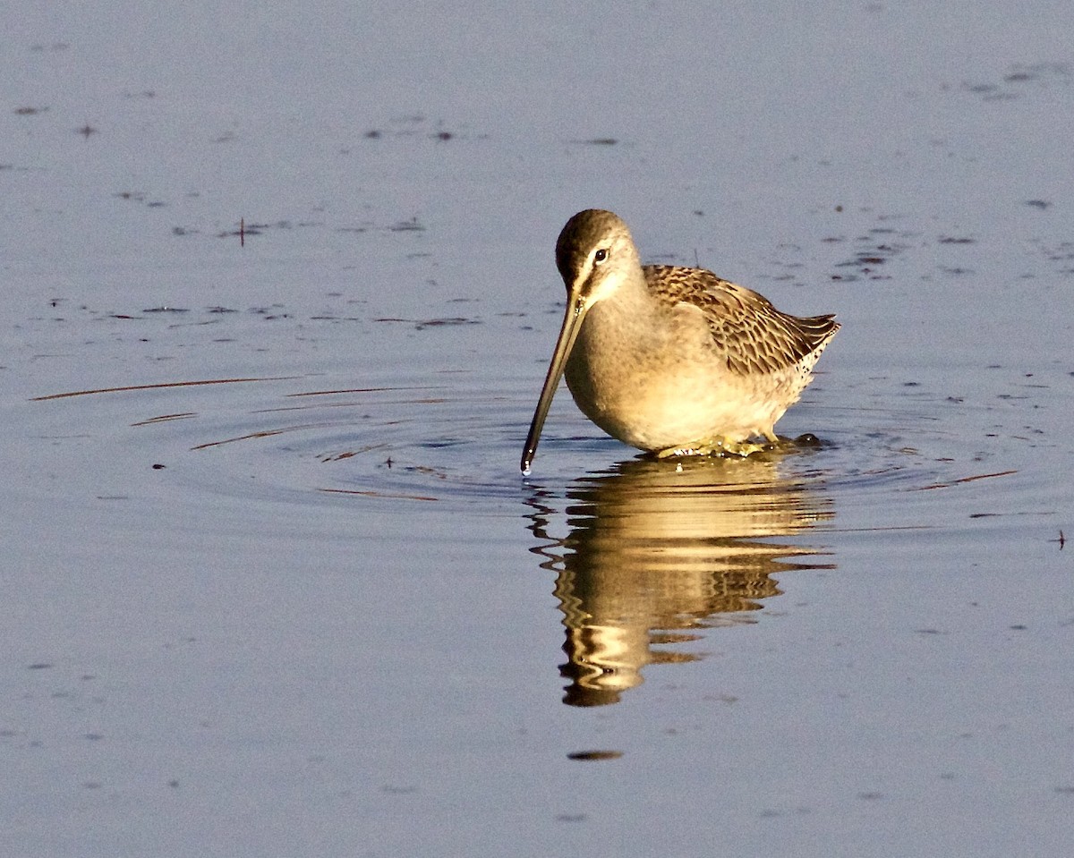Long-billed Dowitcher - ML268310741