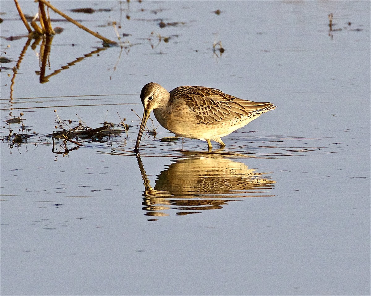 Long-billed Dowitcher - ML268310771