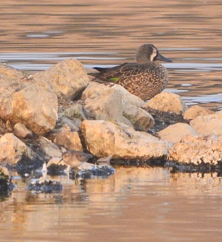 Blue-winged Teal - ML268311001