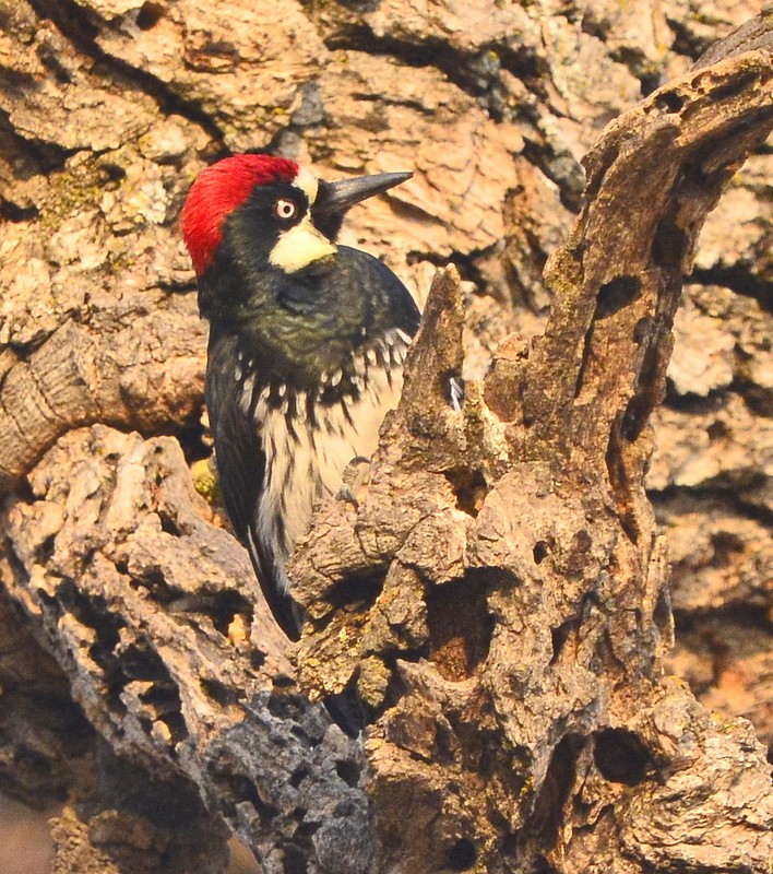 Acorn Woodpecker - ML268311961