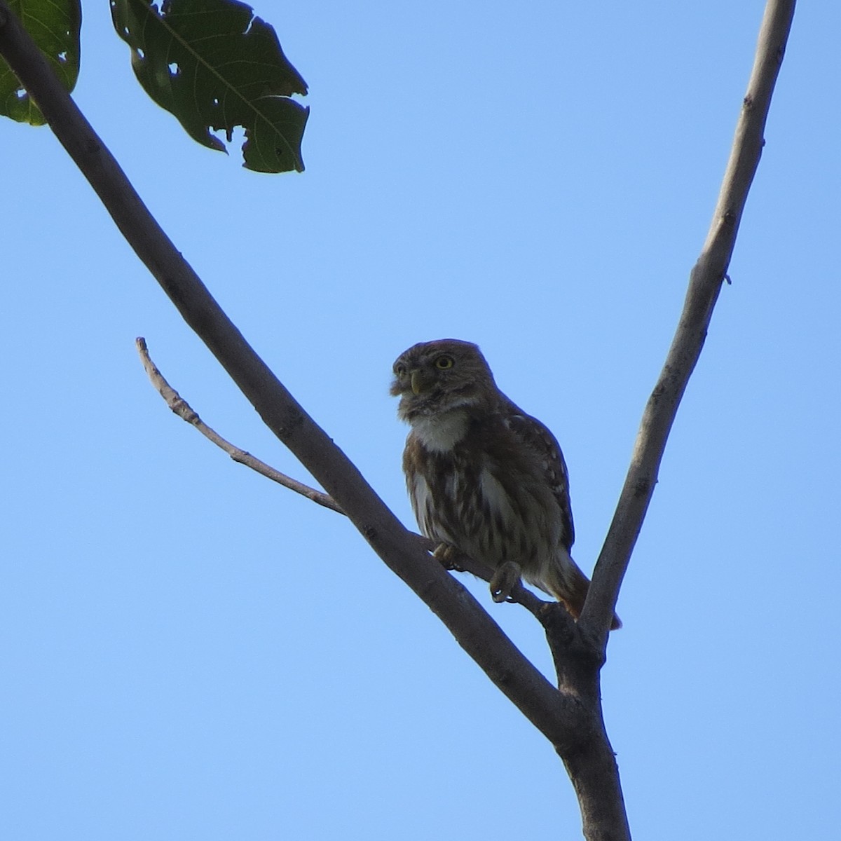 Ferruginous Pygmy-Owl - Georgia Conti