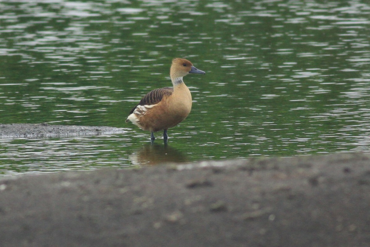 Fulvous Whistling-Duck - ML26831291