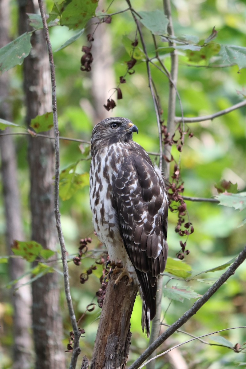 Red-shouldered Hawk (lineatus Group) - Will Bennett