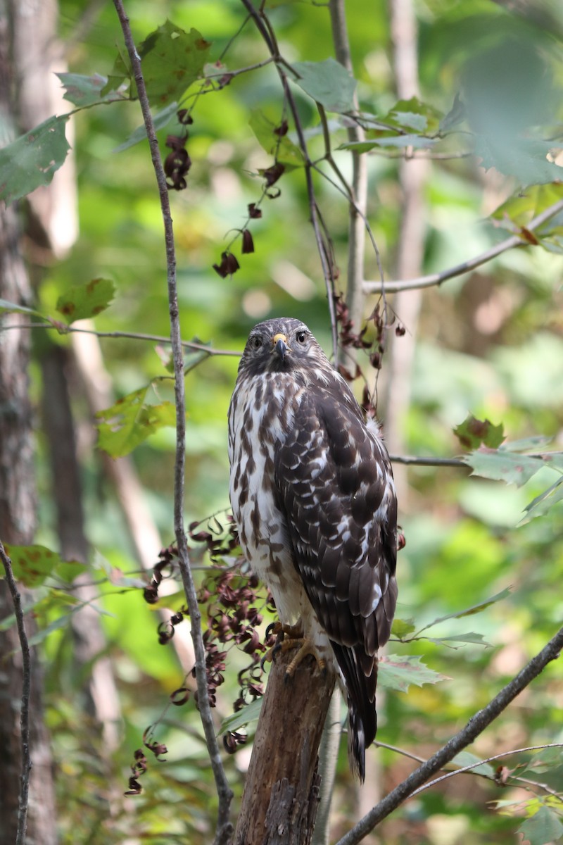 Red-shouldered Hawk (lineatus Group) - ML268316151