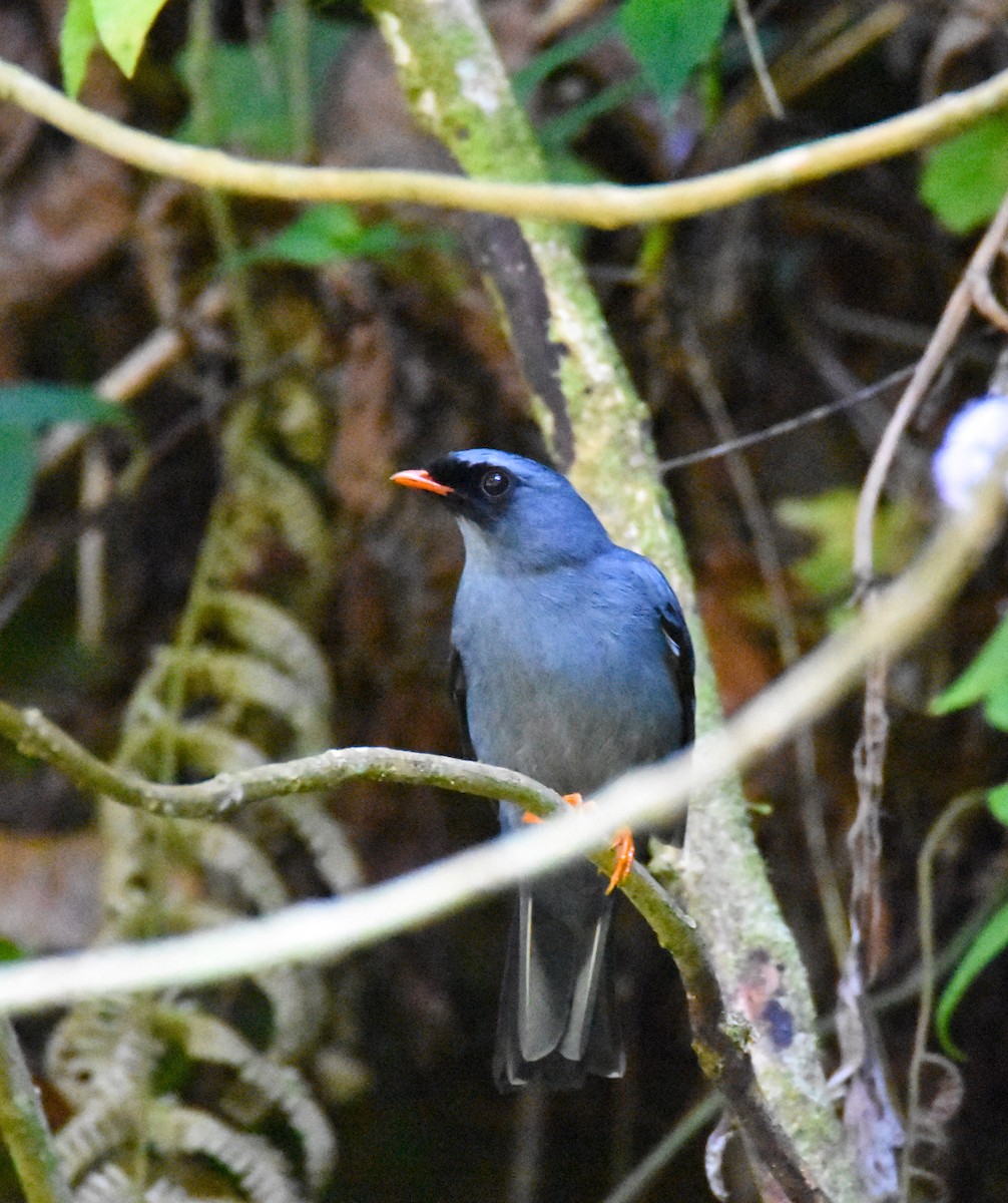 Black-faced Solitaire - ML26832001