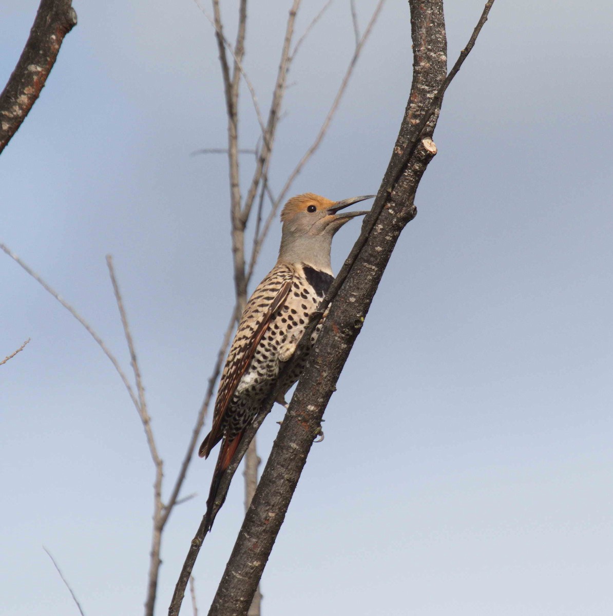 Northern Flicker (Red-shafted) - DAB DAB