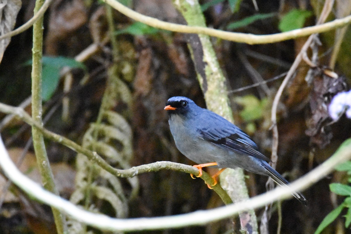 Black-faced Solitaire - ML26832171