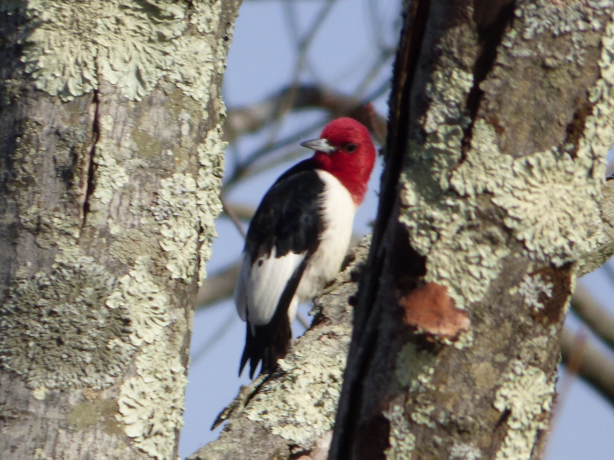 Red-headed Woodpecker - ML26832331