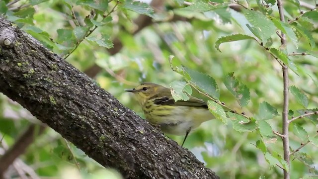 Cape May Warbler - ML268324161