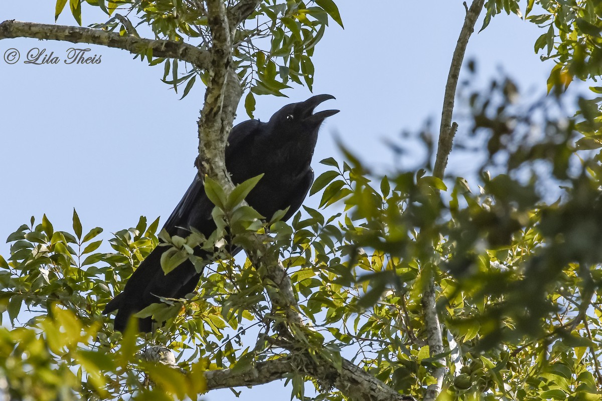 Common Raven - Lila Theis