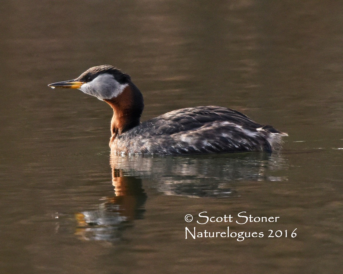 Red-necked Grebe - ML26832871