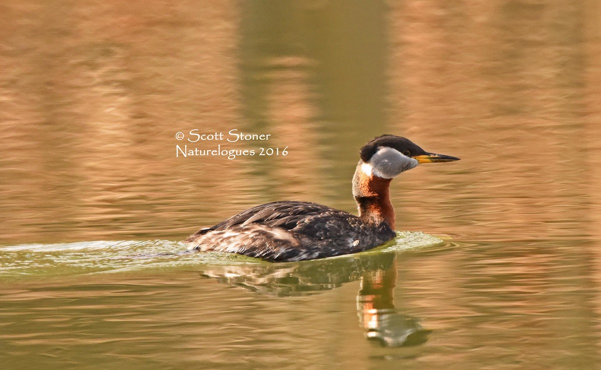 Red-necked Grebe - ML26832891