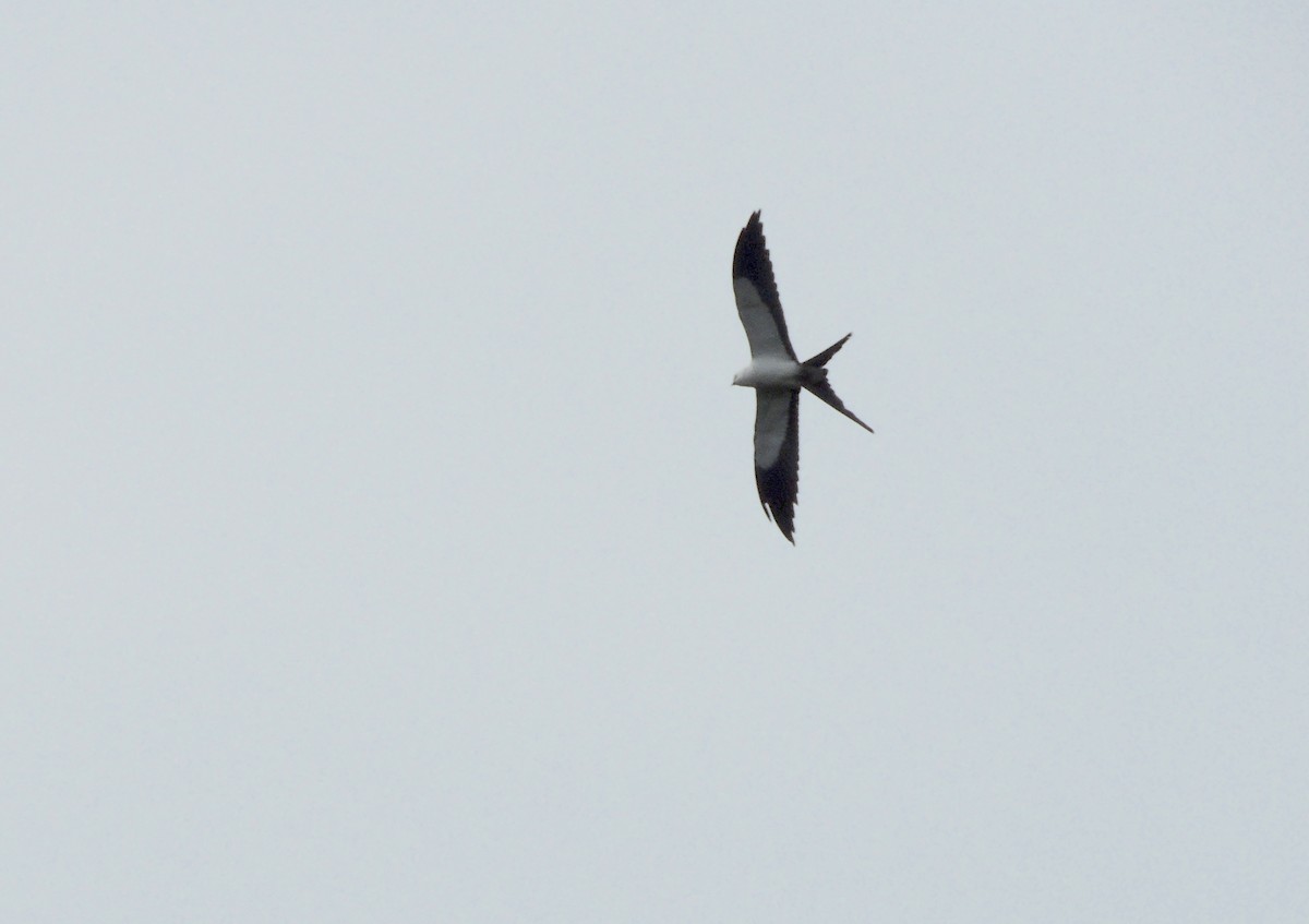 Swallow-tailed Kite - Rodrigo Quadros