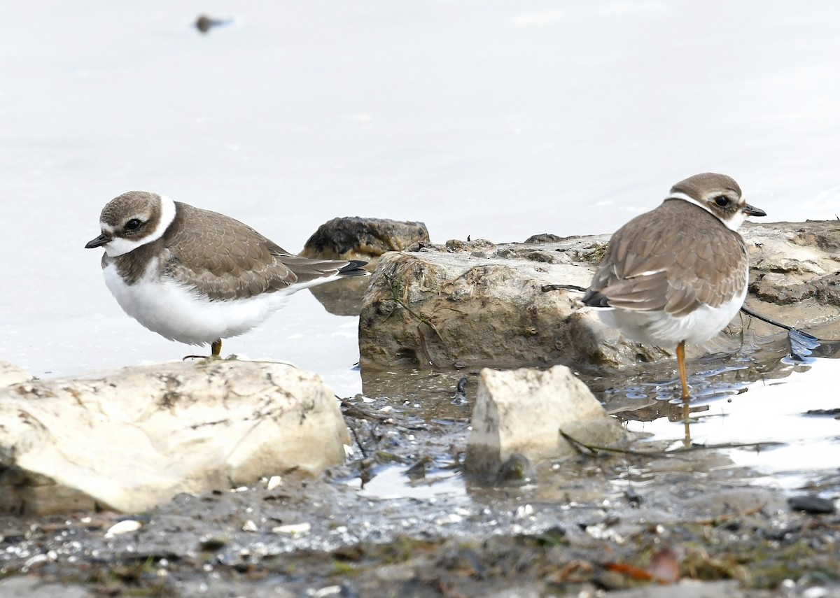 Semipalmated Plover - ML268329331