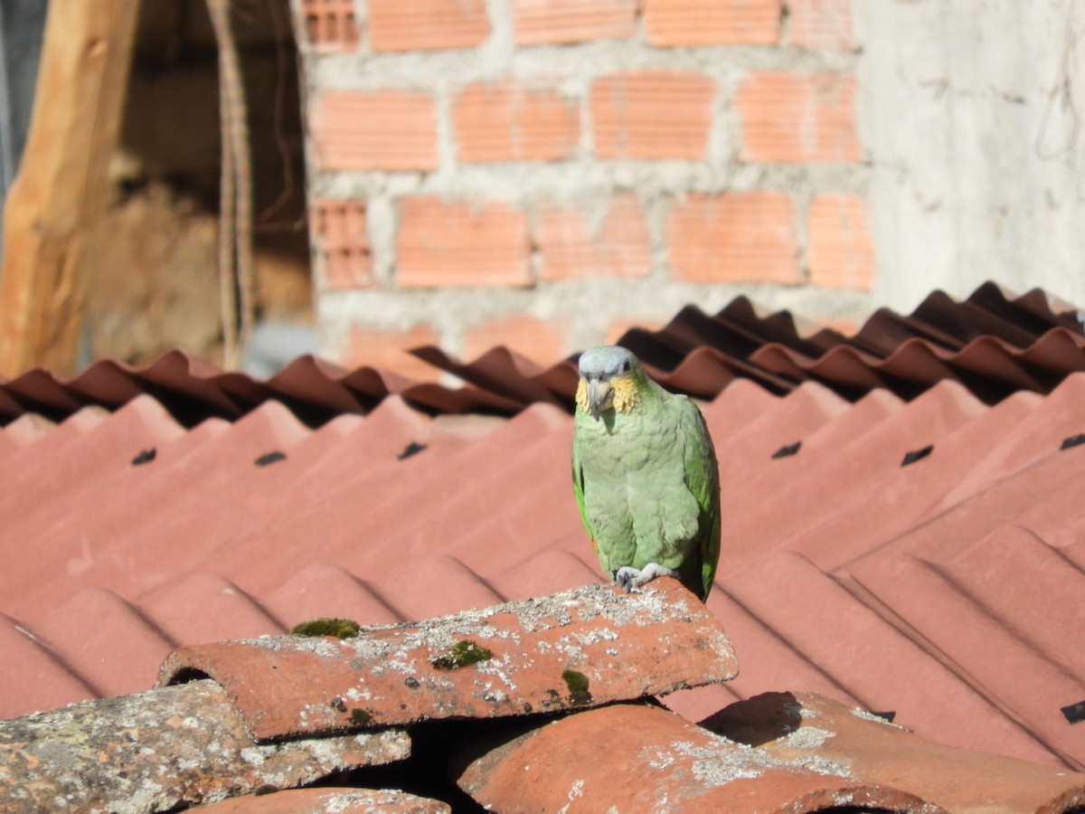 Orange-winged Parrot - Jose André Quispe Torres