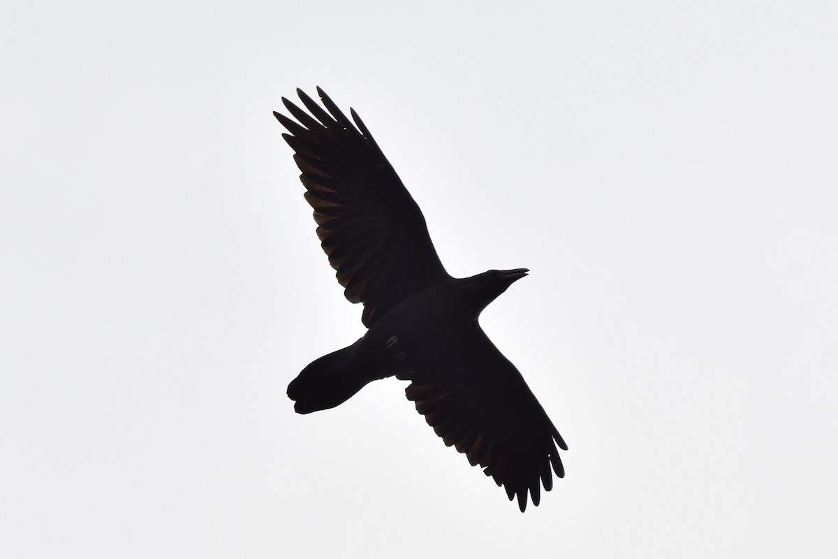 Common Raven - ML268333101