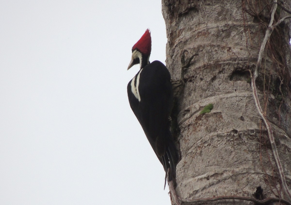 Crimson-crested Woodpecker - ML268333421