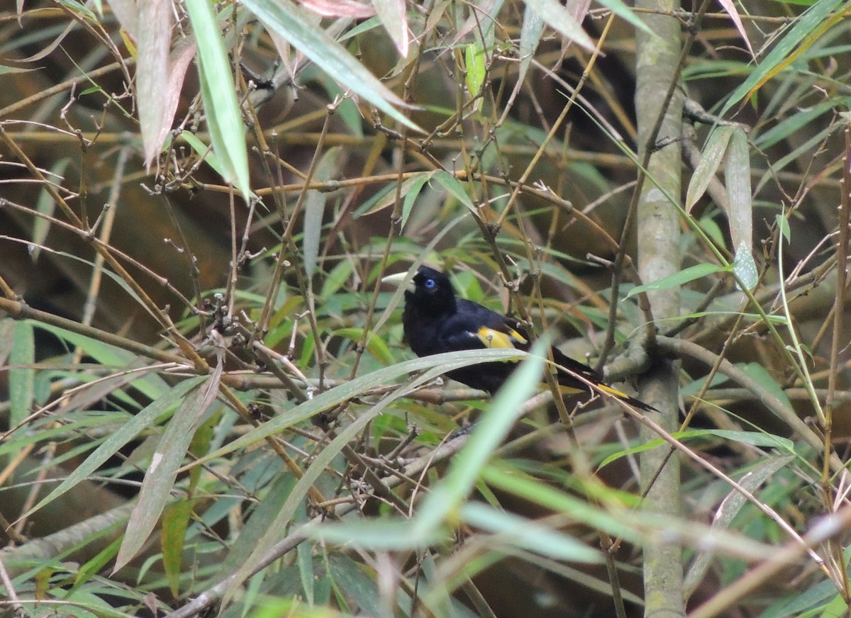Yellow-rumped Cacique - ML268334081
