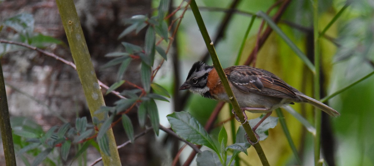 Rufous-collared Sparrow - ML26833771