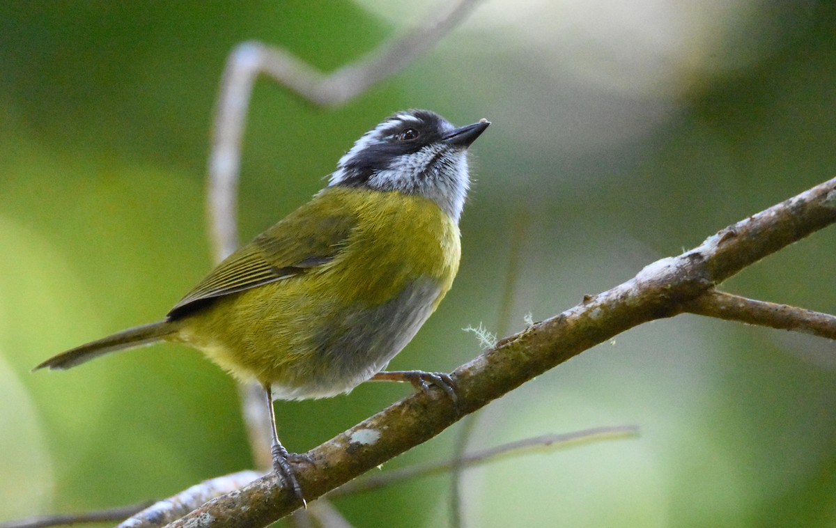 Sooty-capped Chlorospingus - ML26833911