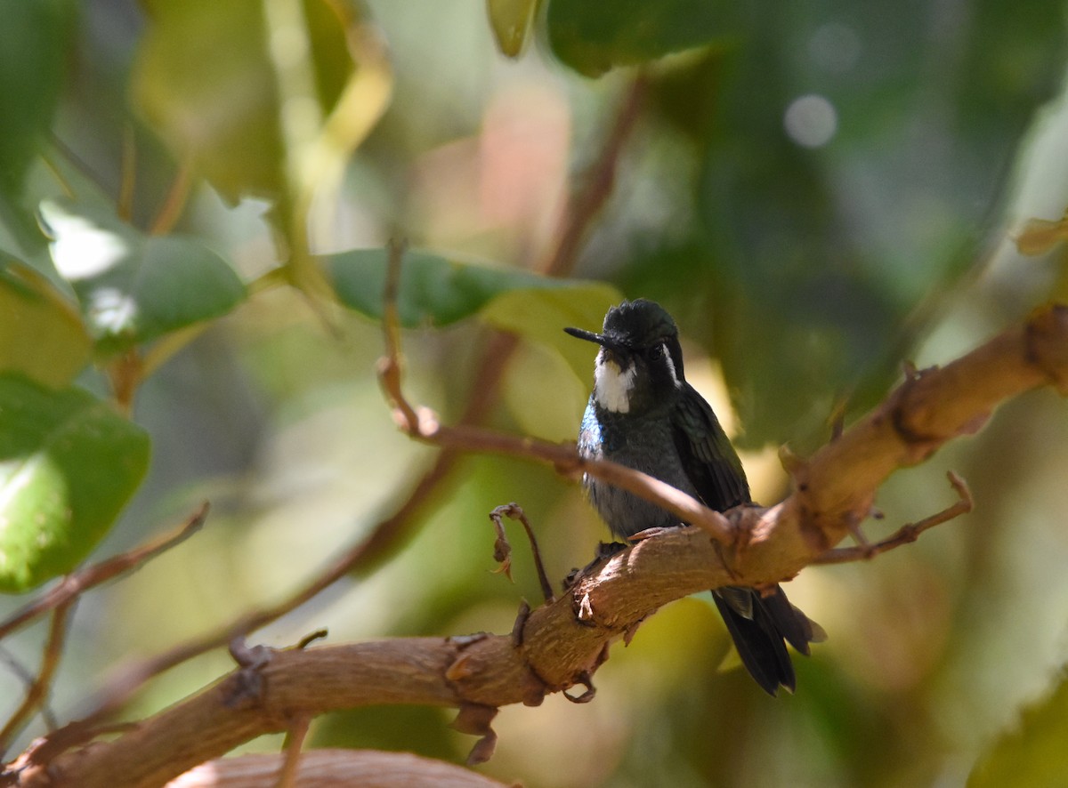 White-throated Mountain-gem (Blue-tailed) - ML26834301