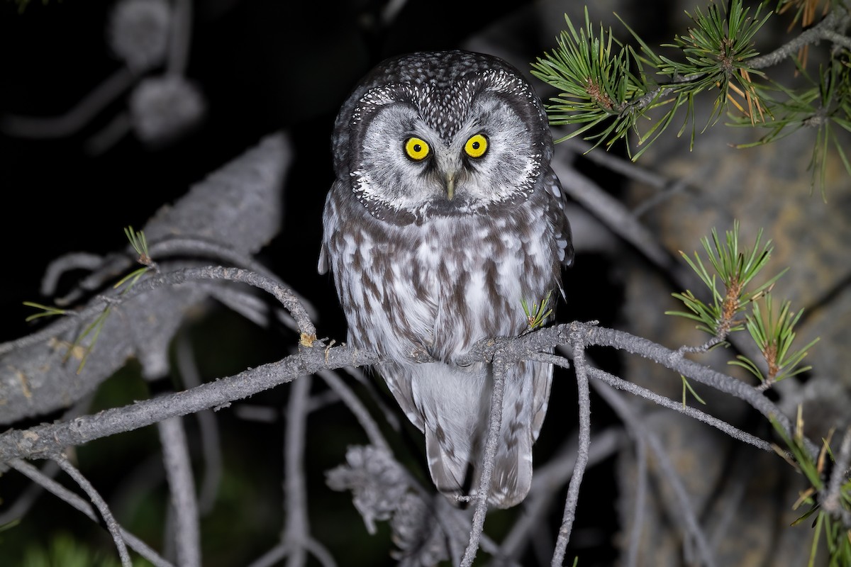 Boreal Owl (Richardson's) - Jeff Cooper