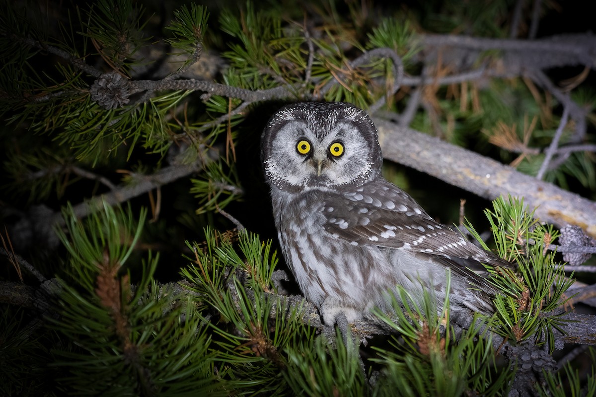 Boreal Owl (Richardson's) - ML268346291
