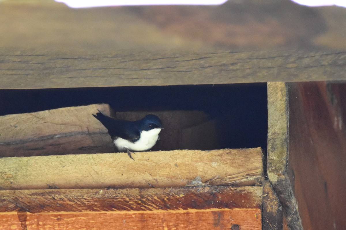 Blue-and-white Swallow (cyanoleuca) - ML26834641